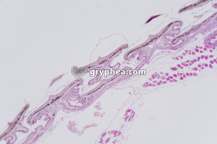 Peau de reptile CT x10 - gryphea.org